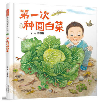 第一次種圓白菜 第一次種圓白菜