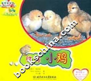 絨球小雞 絨球小雞