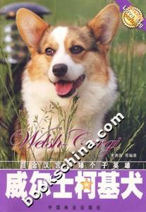 威爾士柯基犬